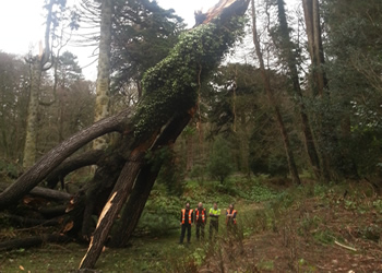 Darwin Tree Specialists provide tree services in Woodland & Forestry