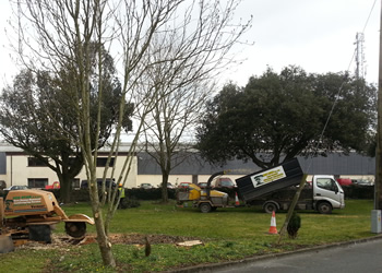 Young Tree Maintenance