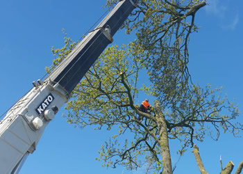 Commercial and Public Works Tree Services