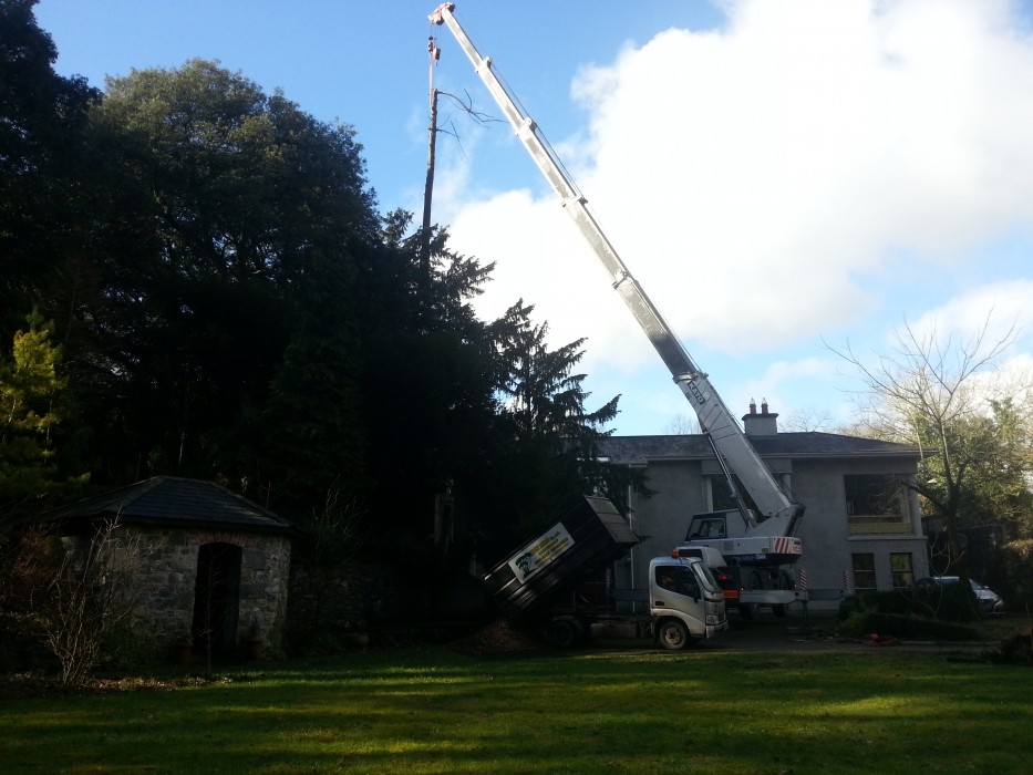 Tree removal