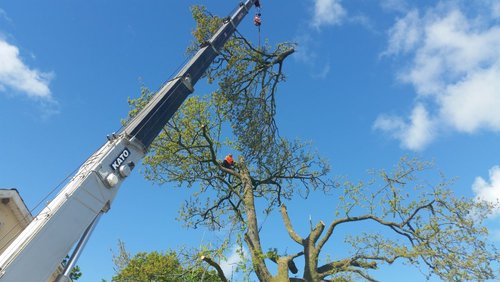 Dangerous Tree Removal